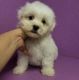 Havanese Puppies for sale in Milwaukee, WI 53263, USA. price: NA