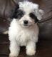 Havanese Puppies for sale in Fort Worth, TX, USA. price: $400