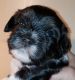 Havanese Puppies for sale in Lincoln Park, MI 48146, USA. price: NA