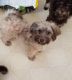 Havanese Puppies for sale in Merrill, WI 54452, USA. price: $1,000