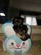 Havanese Puppies for sale in Seaford, NY, USA. price: $800