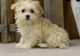 Havanese Puppies for sale in Hartford, CT, USA. price: $500