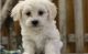 Havanese Puppies for sale in New Orleans, LA, USA. price: $500