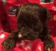Havanese Puppies for sale in Potters Hill, NC 28572, USA. price: NA