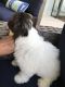 Havanese Puppies for sale in Orlando, FL, USA. price: $1,600