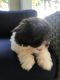 Havanese Puppies for sale in Orlando, FL, USA. price: $1,600