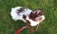 Havanese Puppies for sale in 900 Rd, Spencer, NE 68777, USA. price: NA