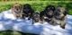 Havanese Puppies for sale in Wood Village, OR 97060, USA. price: NA