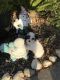 Havanese Puppies for sale in Vacaville, CA, USA. price: NA