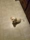 Havanese Puppies for sale in Freehold, NJ 07728, USA. price: $875