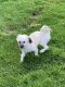 Havanese Puppies for sale in Columbus, OH 43219, USA. price: NA