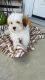 Havanese Puppies for sale in Berlin, OH 44654, USA. price: $900