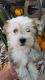 Havanese Puppies for sale in Berlin, OH 44654, USA. price: $1,000