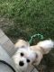 Havanese Puppies for sale in Prairie Grove, AR 72753, USA. price: $100