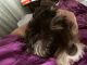 Havanese Puppies for sale in Highland Park, IL 60035, USA. price: NA
