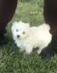 Havanese Puppies for sale in CROOKED RIVER, OR 97760, USA. price: $800
