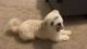 Havanese Puppies for sale in Orlando, FL, USA. price: $500