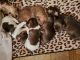 Havanese Puppies for sale in Merrill, WI 54452, USA. price: $1,250