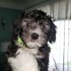 Havanese Puppies for sale in Lincoln Park, MI 48146, USA. price: $1,200