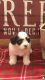 Havanese Puppies for sale in Orlando, FL, USA. price: $1,800