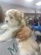 Havanese Puppies for sale in Flint, MI, USA. price: NA