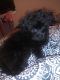 Havanese Puppies for sale in 1549 Murray Dr, Garland, TX 75042, USA. price: NA