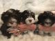 Havanese Puppies for sale in 34935 Prospect Rd, Dade City, FL 33525, USA. price: NA