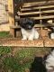 Havanese Puppies for sale in Santa Fe, TN 38482, USA. price: NA