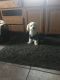 Havanese Puppies for sale in 2180 Buttercup Dr, Florissant, MO 63033, USA. price: NA
