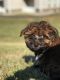 Havanese Puppies for sale in Lancaster, PA, USA. price: NA