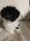 Havanese Puppies for sale in St. Louis, MO, USA. price: $950