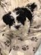 Havanese Puppies for sale in St. Louis, MO, USA. price: $850