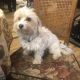 Havanese Puppies for sale in Williston, ND 58801, USA. price: NA