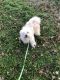 Havanese Puppies for sale in Zebulon, NC 27597, USA. price: $600