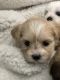 Havanese Puppies for sale in Middletown, OH 45042, USA. price: $650
