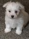 Havanese Puppies for sale in Evergreen, CO 80439, USA. price: $1,000