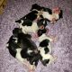 Havanese Puppies for sale in Lincoln Park, MI 48146, USA. price: $1,200