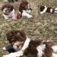 Havanese Puppies for sale in Bellows Falls, VT 05101, USA. price: NA