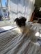 Havanese Puppies for sale in Merrill, WI 54452, USA. price: $1,500