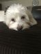 Havanese Puppies for sale in Copper Springs View, Colorado Springs, CO 80916, USA. price: $100