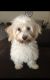 Havanese Puppies for sale in Copper Springs View, Colorado Springs, CO 80916, USA. price: $100