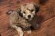 Havanese Puppies for sale in Spring, TX 77373, USA. price: NA