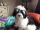 Havanese Puppies for sale in Palm Springs, CA, USA. price: NA