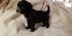 Havanese Puppies for sale in Seattle, WA, USA. price: $1,000