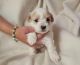 Havanese Puppies for sale in Seattle, WA, USA. price: $1,000