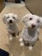 Havanese Puppies for sale in Albemarle, NC 28001, USA. price: $750