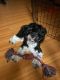Havanese Puppies for sale in Fort Lauderdale, FL, USA. price: NA
