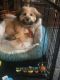 Havanese Puppies for sale in Islip, NY, USA. price: NA