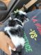 Havanese Puppies for sale in Toledo, OH, USA. price: NA