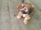 Havanese Puppies for sale in Oxford, AL, USA. price: $600